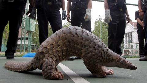 Illegal pangolin trade forces Ghana to look at new wildlife laws